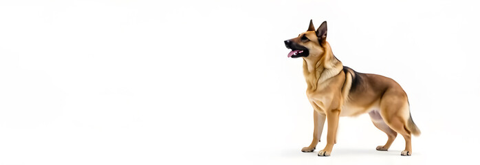 A statuesque American Shepherd Australian Shepherd American hybrid stands confidently against a crisp white studio backdrop, showcasing its muscular build and intelligent expression. This professional