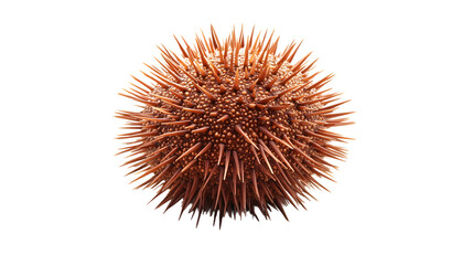Sea Urchin Isolated on White Background for Graphic Design Projects and Educational Materials