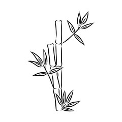 Sketch of the bamboo. Traditional style. bamboo, vector