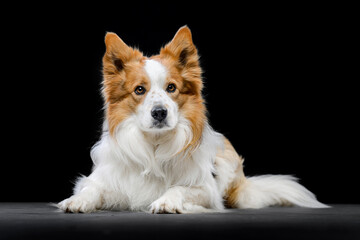 tricolor border collie on black background