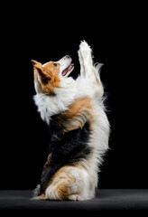 tricolor border collie on black background