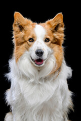 tricolor border collie on black background