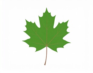 Green maple leaf illustration with detailed veins, pointed lobes on a white background