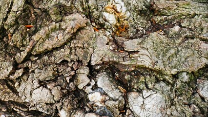 Old tree bark surface in the forest wood background