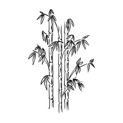 Sketch of the bamboo. Traditional style. bamboo, vector