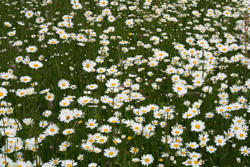 Wild daisy flowers growing on meadow, on green grass background. Bellis perennis, Common daisy. Gardening concept © jtamm
