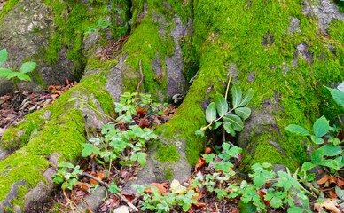 Obraz premium Big green tree trunk in the wood with moss and roots nature scenery