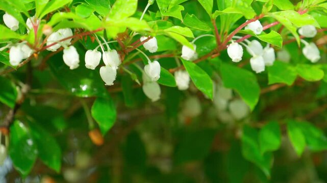 水滴の付いた白く小さいドウダンツツジの花