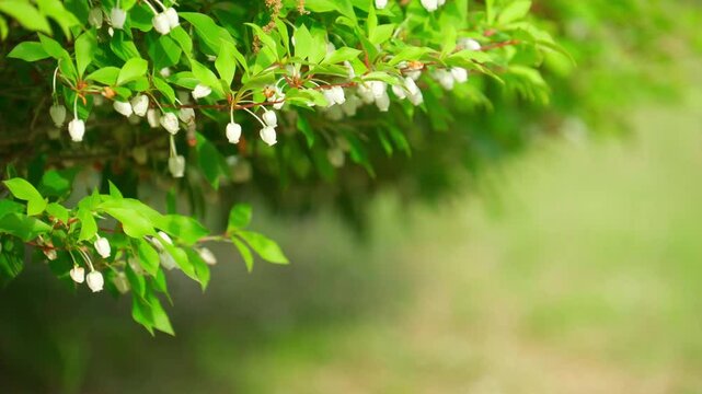 春風に揺れる白く小さいドウダンツツジの花