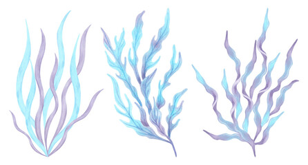 Set of blue violet algae. Watercolor illustrations. Ocean flora plants. Marine clipart of underwater plants. Hand drawn isolated art. For marine theme, cosmetology, spa, children, tourism projects