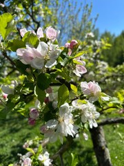zbliżenie na kwiaty kwitnącej jabłoni © Kamil_k2p