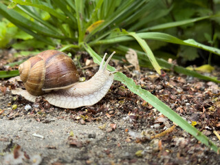 Macro shot of a garden snail with extended tentacles crawling over soil and plant debris, with green grass and leaves in the background.