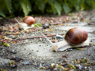 Close-up of a garden snail with raised tentacles crawling on a rough pavement surface, with another...