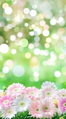 Obraz premium Lovely Pink and White Gerbera Daisies in a Spring Garden Bokeh Background