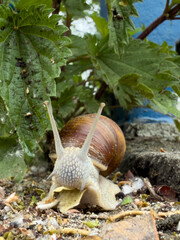 Garden snail with raised tentacles appears to eat plant debris on the ground, surrounded by nettles and vegetation near a blue metal fence. © Marek
