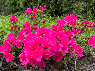 Bright pink azalea flowers in full bloom with water droplets on petals, growing in a garden bed surrounded by green foliage and mulch.