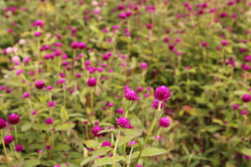 pink flowers in the garden