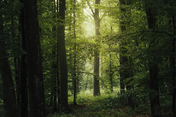 tree in green forest, lush nature background