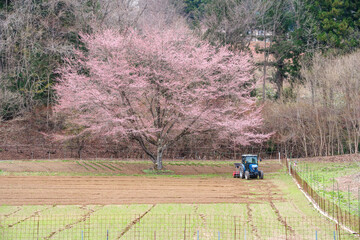 畑の一本桜