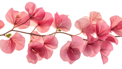 pink and white flowers isolated on transparent background