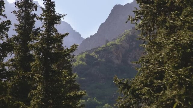 This footage features conifer trees, likely spruce or fir, with a stunning mountain backdrop in Ala Archa National Park, Kyrgyzstan.