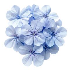 white frangipani flower  isolated on transparent background