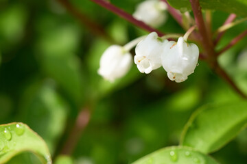 水滴の付いた白く小さいドウダンツツジの花