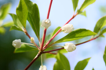 春の淡い青空を背景に咲く白く小さいドウダンツツジの花