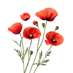 Obraz premium red poppies isolated on white