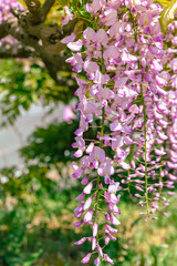 Fototapeta premium 藤岡市 藤の花97