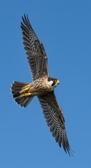 Powerful Falcon in Flight Against a Vivid Blue Sky