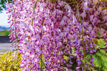 藤岡市　藤の花79