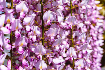 藤岡市　藤の花69