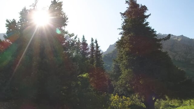 Footage features an Alpine forest with bright sunlight shining through the trees, creating a vibrant scene in Ala Archa National Park, Kyrgyzstan.