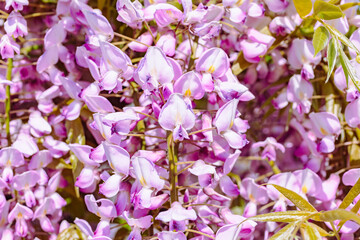 藤岡市　藤の花48