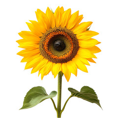 Fototapeta premium Sunflower, white isolate background