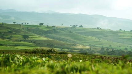 Soft focus background of green farmland