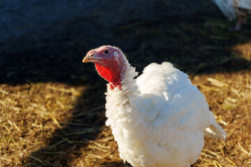 A white turkey is seen foraging on the ground at a farm in the afternoon
