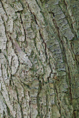 Beautiful close-up of the bark of schinus latifolius