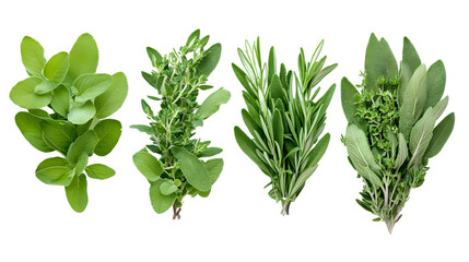 Obraz premium Fresh Herbs Rosemary, Marjoram, Sage and Thyme Collection on White Background