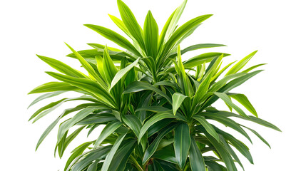 Fototapeta premium Close-up Indoor Palm Green Leaves Isolated White Background