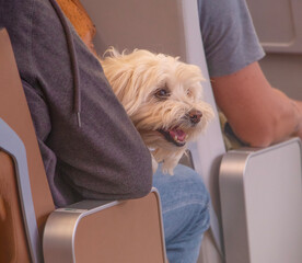 dog in the hands of its owner. The concept of traveling with a pet on a plane, on a ship. Vacation with a pet on vacation. High quality photo