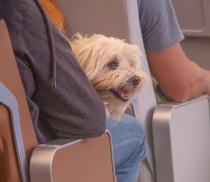 dog in the hands of its owner. The concept of traveling with a pet on a plane, on a ship. Vacation with a pet on vacation. High quality photo