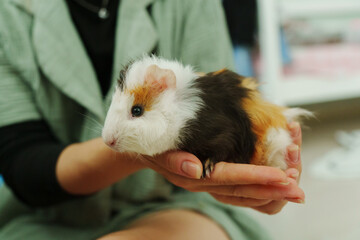 Gently holds a guinea pig, highlighting its charming coat of orange, black, and white.