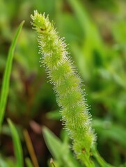 Fototapeta premium Close-up of a plant with long, thin, green leaves. the plant appears to be a type of grass or shrub, with a pointed, elongated stem that is covered in small, white hairs.