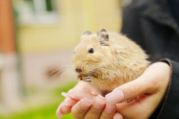 A playful squirrel happily munching on a treat, nestled in the gentle embrace of a loving hand during a sunny afternoon