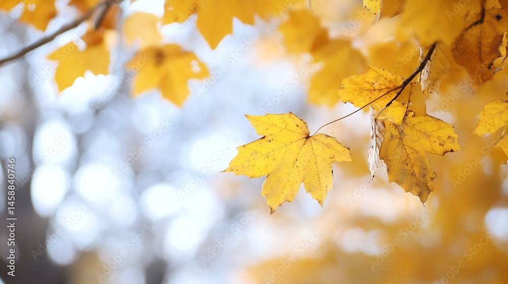 Fototapete close-up of vibrant yellow maple leaves on a branch, gently swaying in the autumn breeze, with a blu
