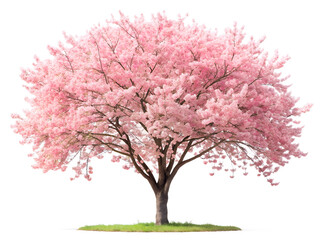 Fototapeta premium cherry blossom tree isolated on white background. PNG Transparent.