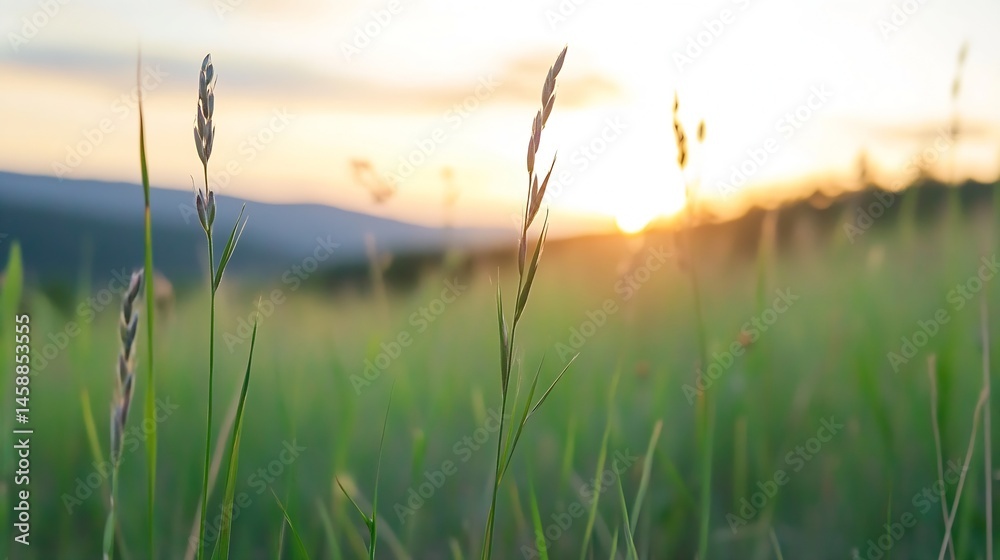 Poster Close-up view of grass blades and seed heads illuminated by the warm glow of a setting sun, creating a serene and peaceful landscape. : Generative AI