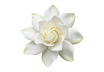 A pristine white gardenia unfurls its petals delicately tipped in gold against a void of absolute black
